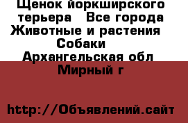 Щенок йоркширского терьера - Все города Животные и растения » Собаки   . Архангельская обл.,Мирный г.